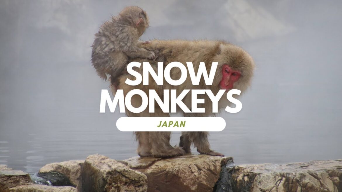 Snow Monkeys Japan
