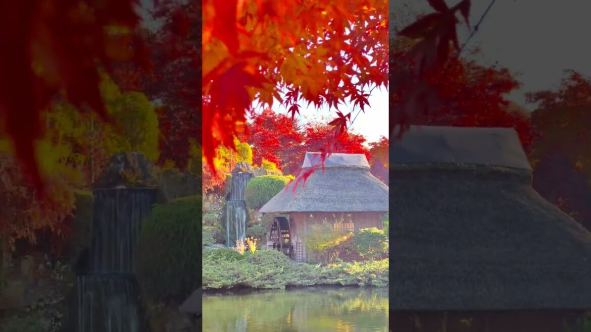 📍Yamanashi | Oshino Hakkai #autumn #japanesemusic #mtfuji 📍Yamanashi | Oshino Hakkai #autumn #japanesemusic #mtfuji