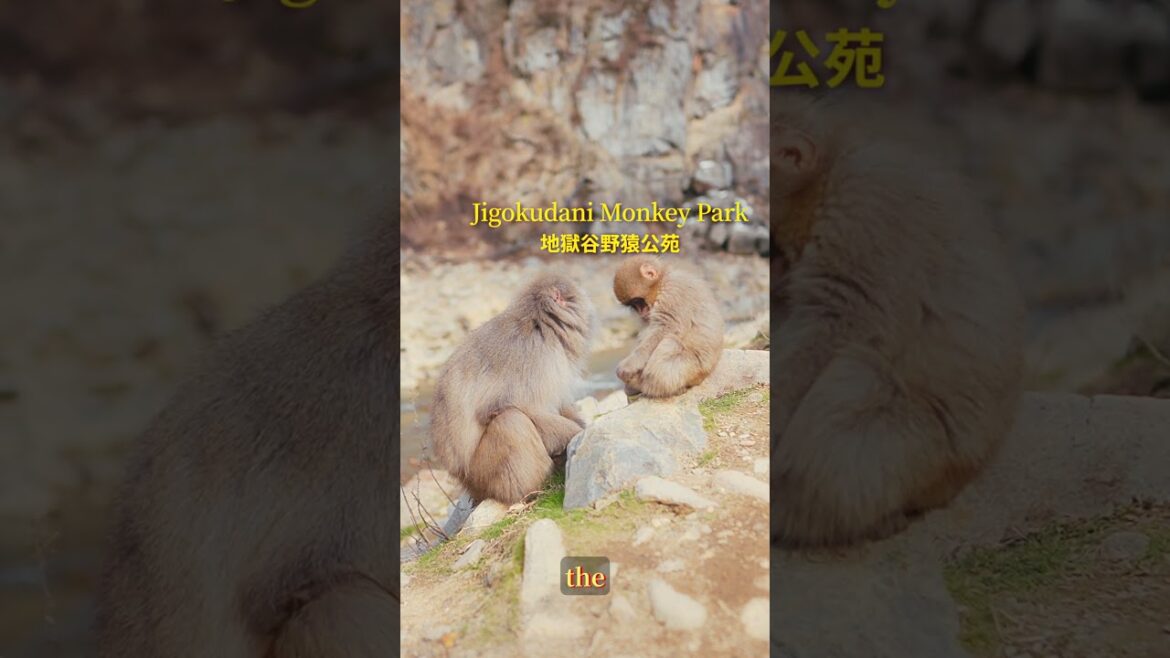 Even Japanese monkeys love a good hot spring Even Japanese monkeys love a good hot spring