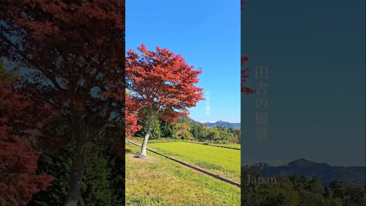 Beautiful footage, 📍Okayama 🇯🇵 #nature #naturelovers #japan #countryside #japanese #japantravel