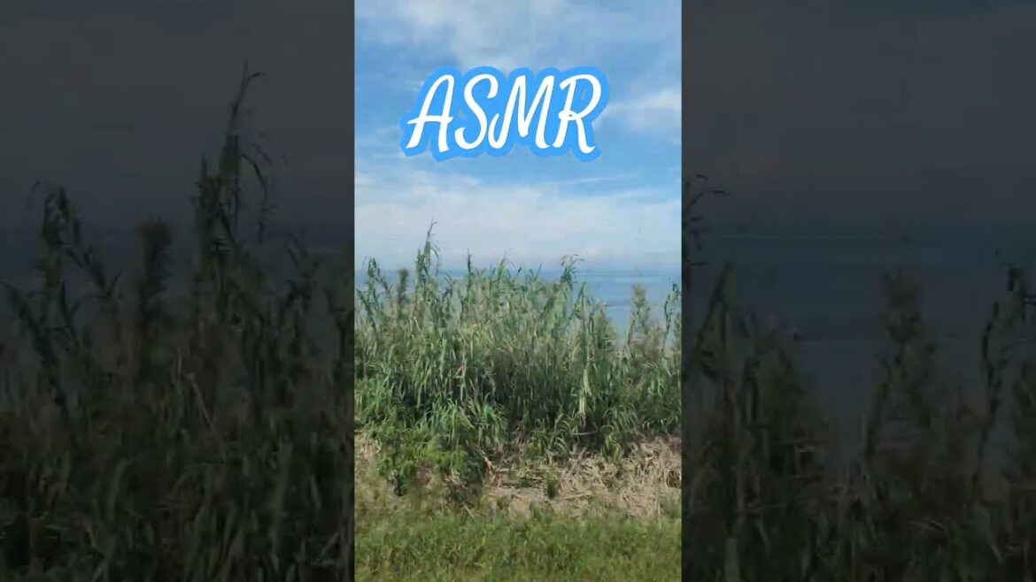 #japantravel #일본여행 Train ASMR heard on the way from Osaka to Wakayama. 오사카에서 와카야마로 가는 도중 듣는 기차 ASMR.