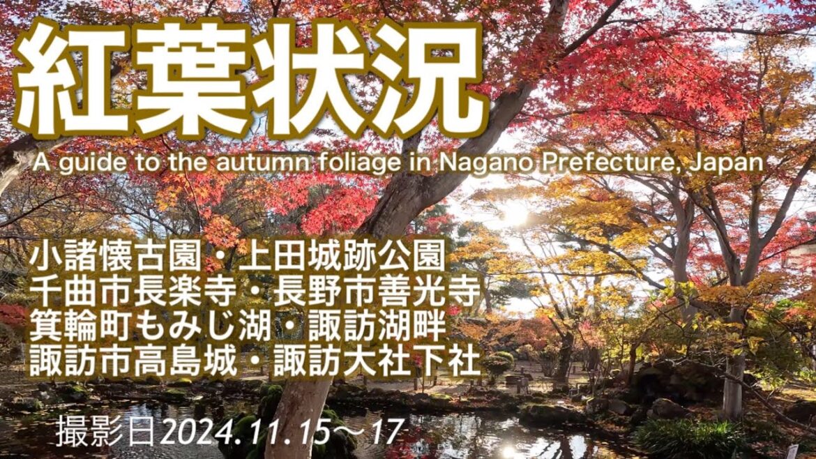【紅葉状況】小諸懐古園・上田城跡公園・千曲市長楽寺・長野市善光寺・箕輪町もみじ湖・諏訪湖畔・諏訪市高島城・下諏訪町諏訪大社下社秋宮Nagano autumn foliage situation
