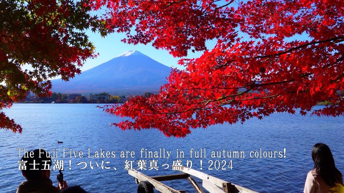 The Fuji Five Lakes in my hometown are in the midst of their autumn foliage!