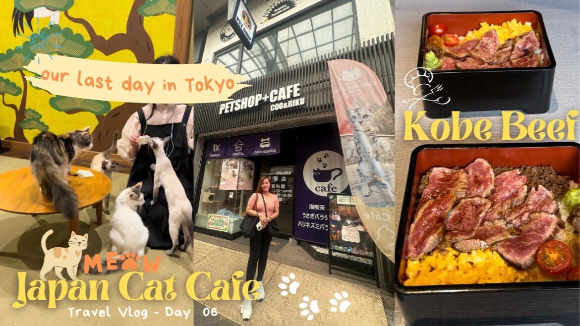 [4K] Our Last Day in Tokyo! We visited a Cat Cafe in Japan and tried Kobe Beef | Travel Vlog - Day 6