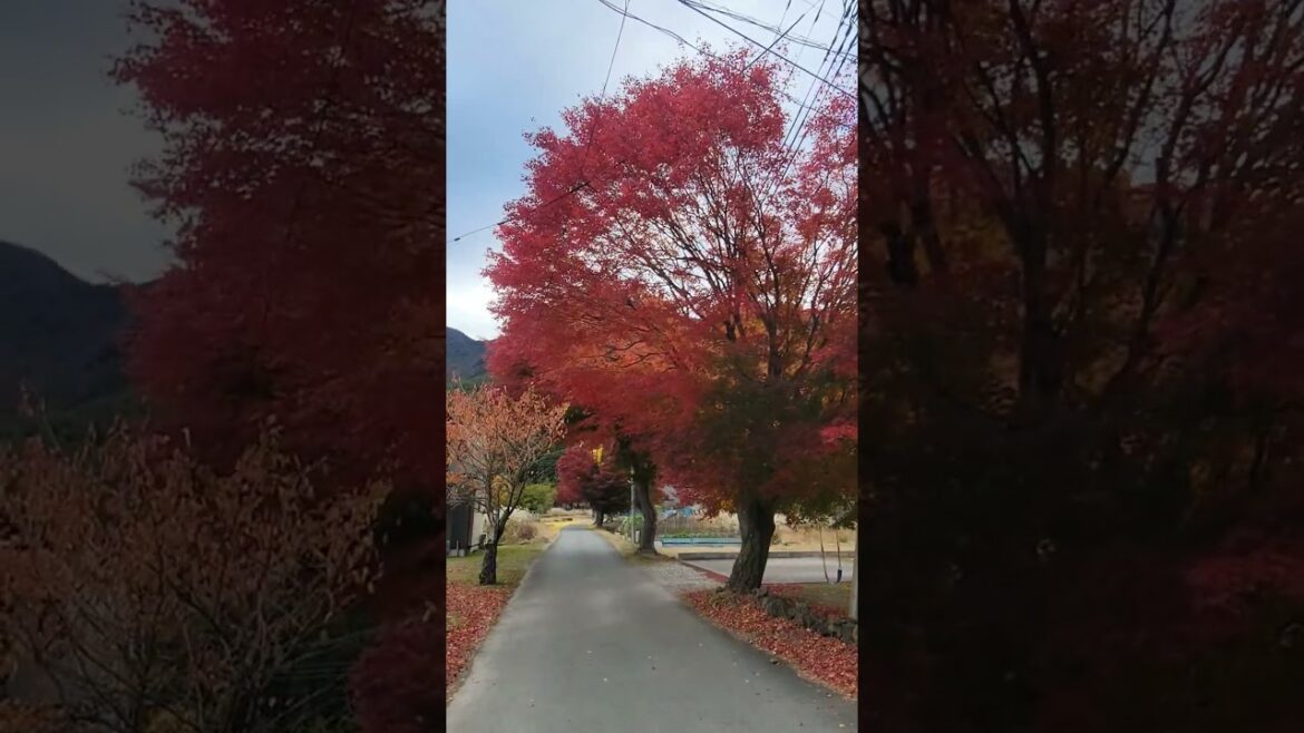 Autumn Leaves  Saiko Iyashi-no-Sato Nenba (Traditional Japanese Village)西湖いやしの里 根場