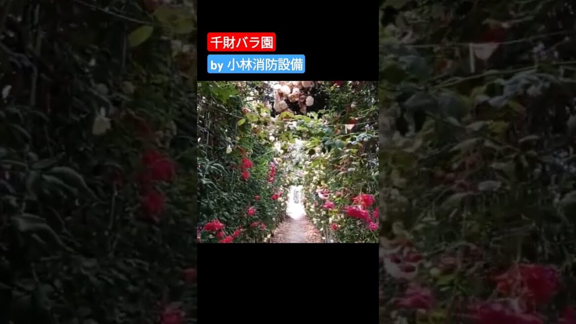 おでかけ:千財バラ園③(大分県宇佐市)~小林消防設備 福岡県豊前市 全類消防設備士 第二種電気工事士 経営学修士~ おでかけ:千財バラ園③(大分県宇佐市)~小林消防設備 福岡県豊前市 全類消防設備士 第二種電気工事士 経営学修士~