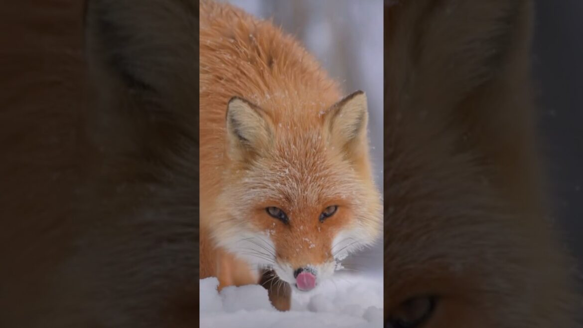NEXT STOP IS 🚏 Hokkaido Fox 🦊 🇯🇵 Japan #travel #snow #japan #winter #vacation #fox