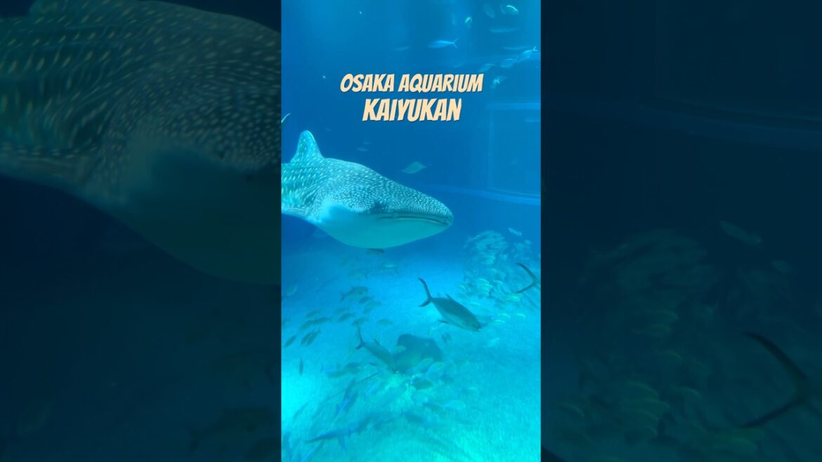 Osaka Aquarium Kaiyukan | Osaka, Japan | Part 1 #osaka #kaiyukan #aquarium #shorts #japan #shark