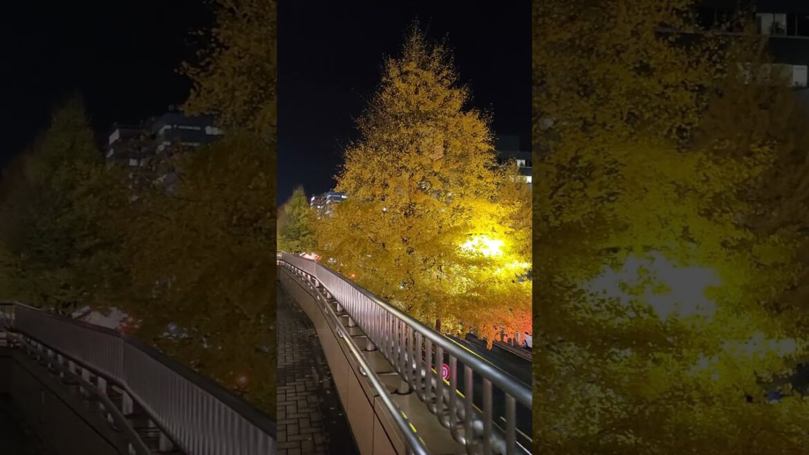 Sendai City Miyagi at Night # Sendai#miyagiprefecture #japantouristguide #japantravelguide #traveljp