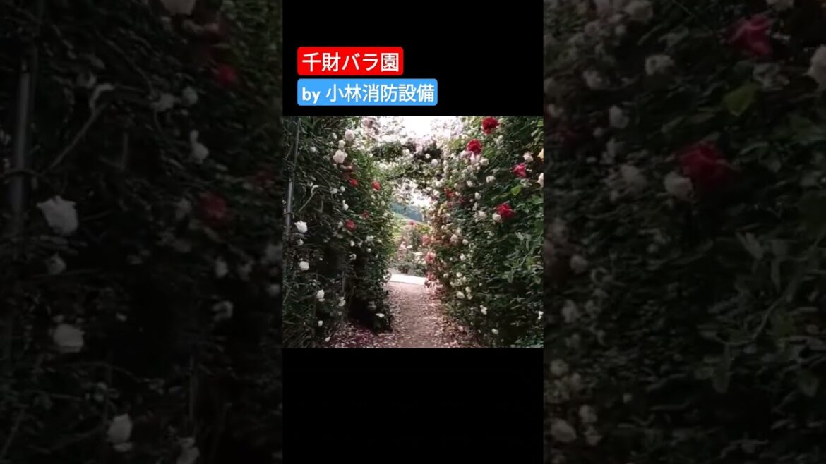 おでかけ：千財バラ園④（大分県宇佐市）～小林消防設備　福岡県豊前市　全類消防設備士　第二種電気工事士　経営学修士～