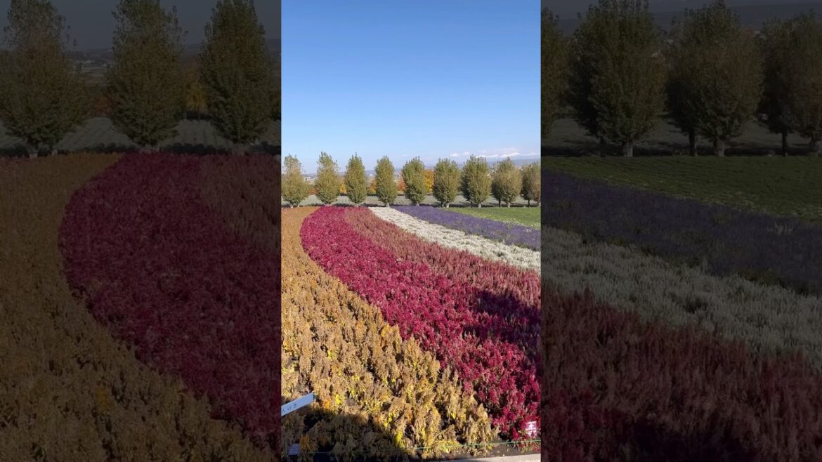 Farm Tomita in Hokkaido | Here & There in Japan