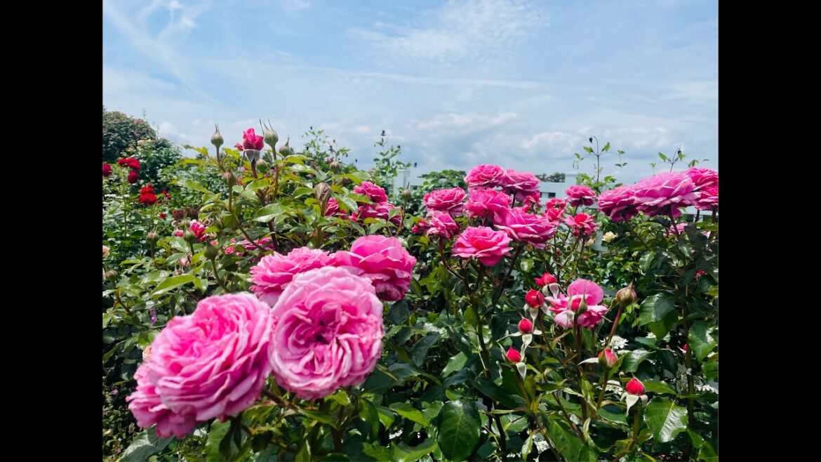 Hamamatsu Flower park rose garden 🌹🤩 😍