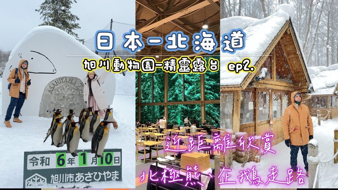 【日本-北海道】 ep2. 導遊雪地狂飆100公里只為看企鵝走路，包車自由行｜ 旭川動物園◆ 精靈路台 ｜#travel #北海道日本ハムファイターズ #北海道 #旭川 #自由行 #tomamu