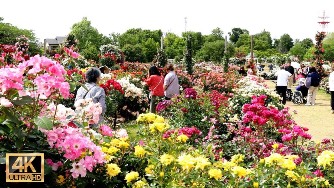 京成バラ園は圧巻です | 千葉旅行 | Japan travel #4khdr