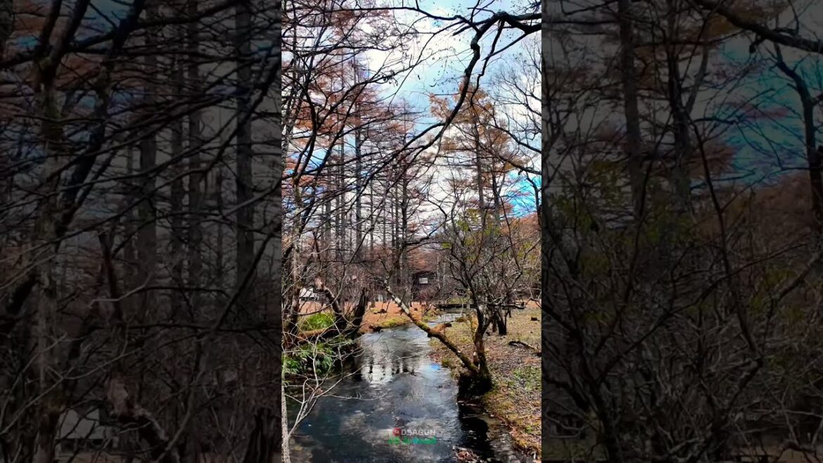 Kamikochi on Nov 2024 #japan #kamikochi #timelapse #4k #travel Kamikochi on Nov 2024 #japan #kamikochi #timelapse #4k #travel