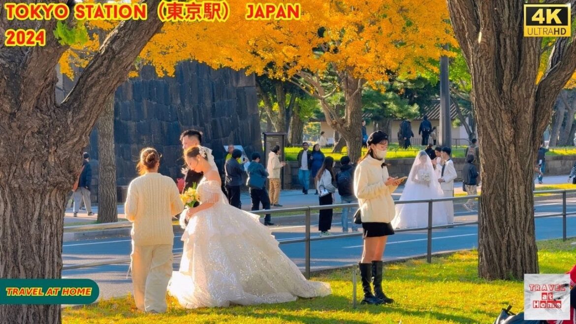 4k hdr japan travel 2024 | Autumn Walk around Tokyo Station（東京駅） Japan | Golden ginkgo tree