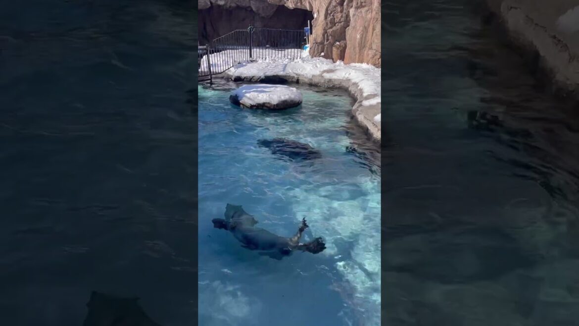 Asahiyama Zoo in Asahikawa, Hokkaido Japan #asahikawa #hokkaido #japan