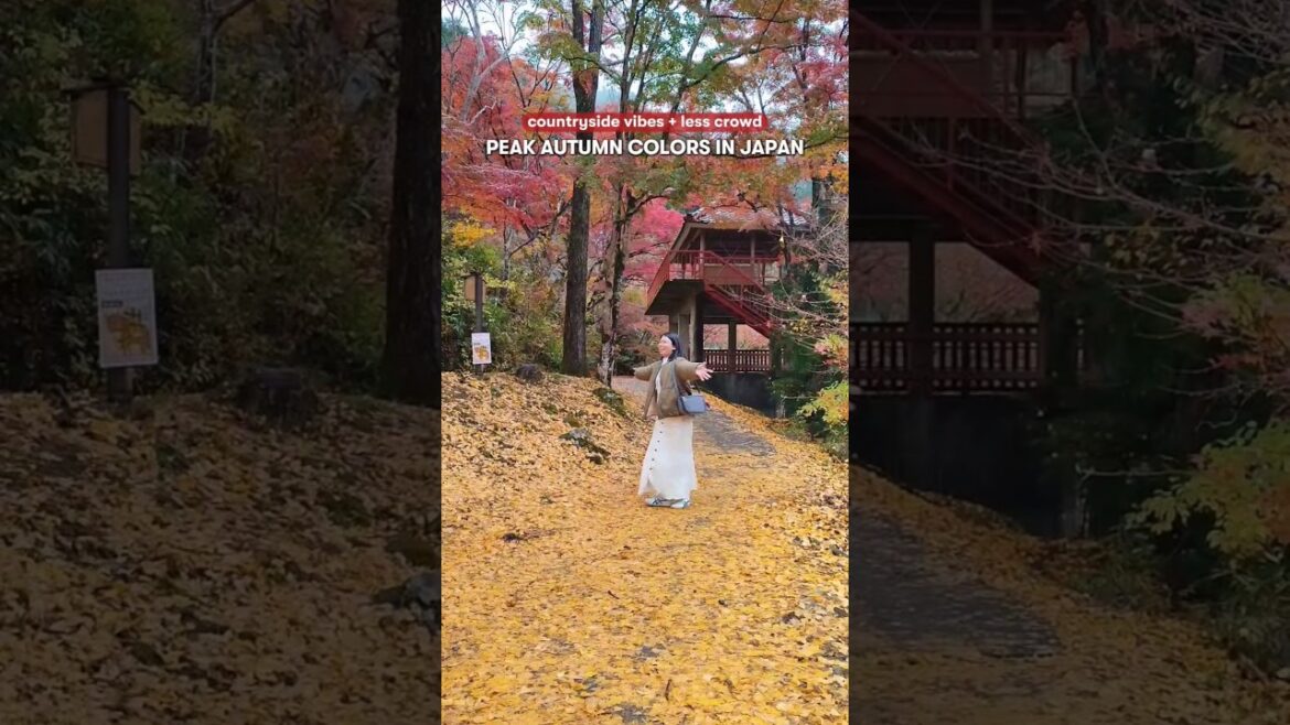 Peak autumn colors in Japan: Oidaira Park mini vlog #japantravel #japantips #autumn #japan #nagoya