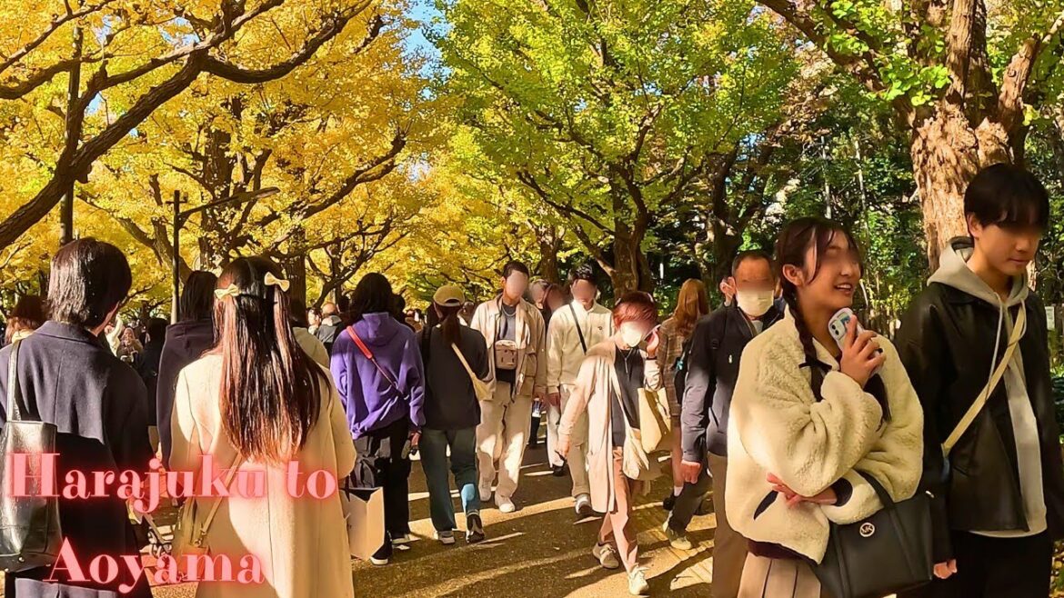 Harajuku to Aoyama Tokyo walking tour.【4K】11.2024 Harajuku to Aoyama Tokyo walking tour.【4K】11.2024