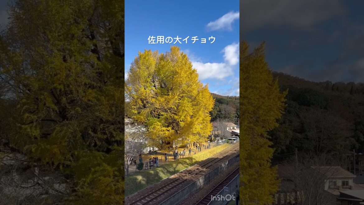 佐用の大イチョウ #大イチョウ #紅葉 #佐用町