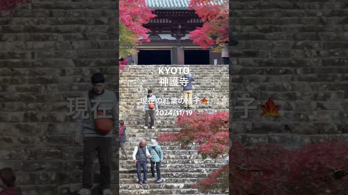 #神護寺 京都🍁現在の紅葉の様子 2024見頃です‼️　#紅葉最新情報✨　#京都　2024/11/19 京都イチ早い紅葉のお寺 #金堂