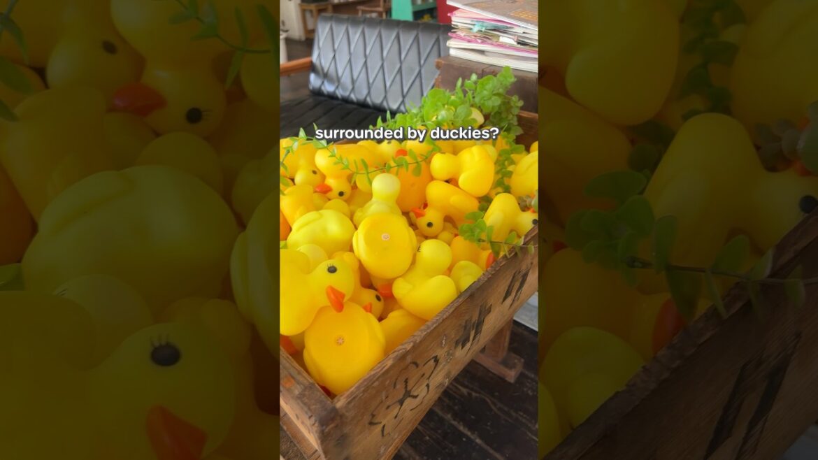 Can You Handle This Many Ducks? #shorts Can You Handle This Many Ducks? #shorts