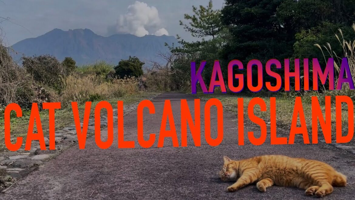 Let’s play with CATS on a JAPANESE VOLCANO ISLAND | Sakurajima — Kagoshima — Japan Let’s play with CATS on a JAPANESE VOLCANO ISLAND | Sakurajima — Kagoshima — Japan