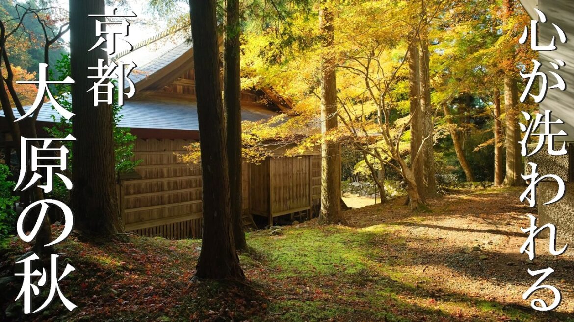 京都大原 見頃の紅葉めぐり 絶景5寺を1日観光~三千院から来迎院まで~ 京都大原 見頃の紅葉めぐり 絶景5寺を1日観光~三千院から来迎院まで~