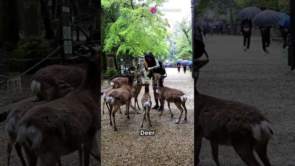 Top 5 MUST visit attractions in Tokyo