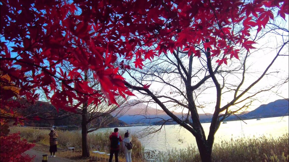 [4K] Fuji Mountain Tour. # Evening View of Fuji Mountain. Japan. November 2024