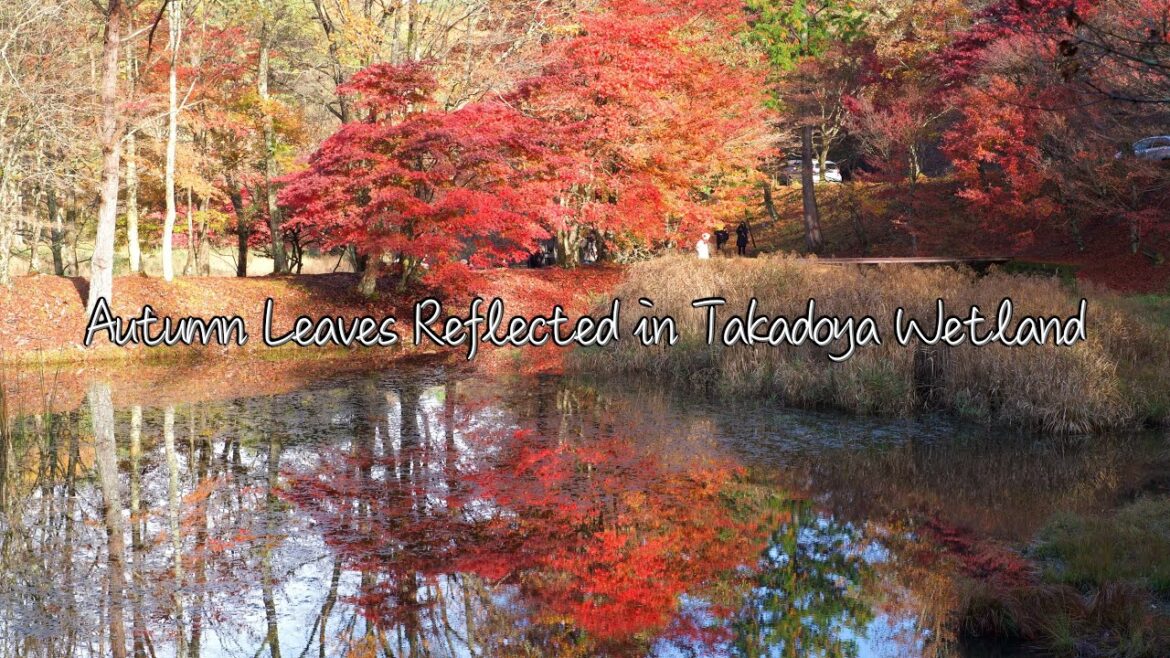 紅葉 タカドヤ湿地 異常な訪日外国人 まだ知られてない隠れた秘境の名所 美しい世界に癒される  [4K 紅葉]  #Japan #タカドヤ湿地 #紅葉 #toyota