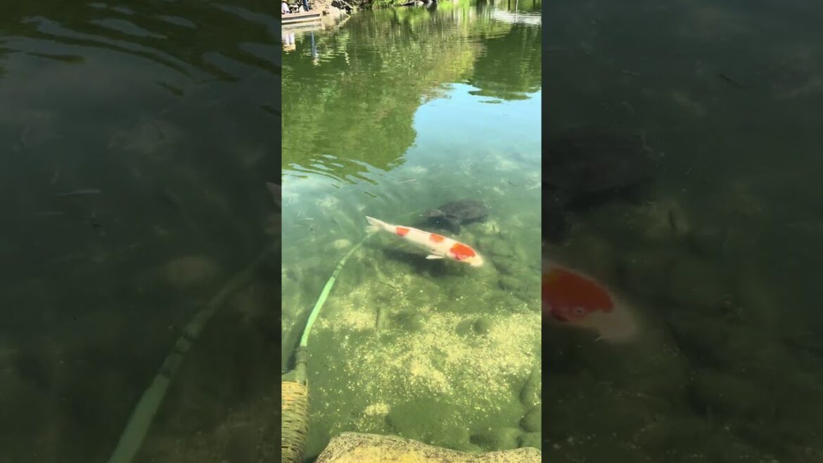 #SeaMonster 🐢 Hiding, Takamatsu