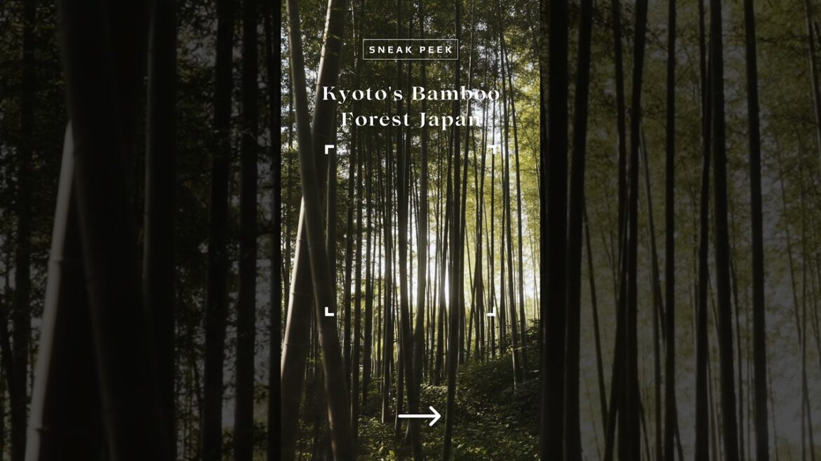 "Walking Through Kyoto’s Enchanting Bamboo Forest 🎋 | Japan Natural Wonder!" #japan #kyoto #bamboo
