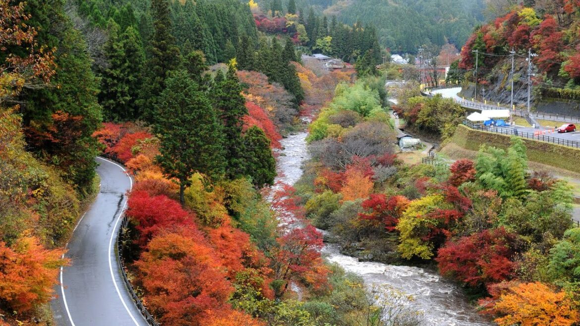 Fall Colors in Toyota | Aichi, Japan Fall Colors in Toyota | Aichi, Japan