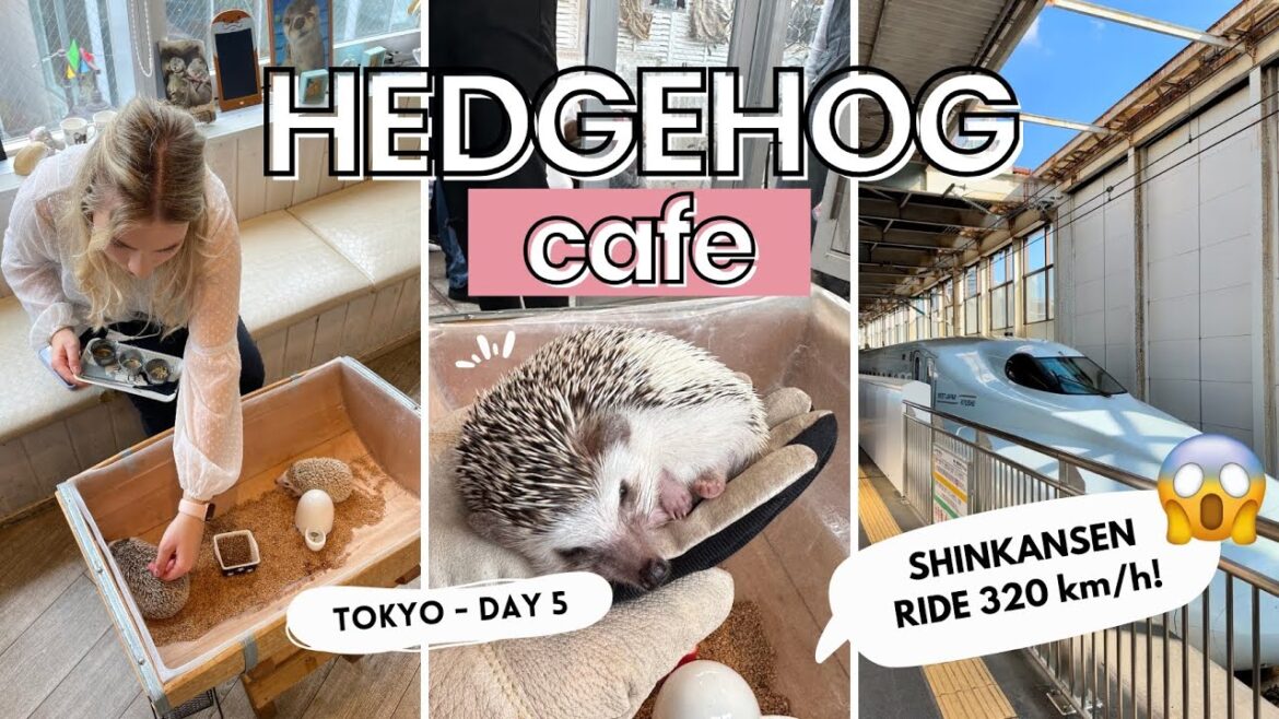 Hedgehog café | Free things to do in Tokyo | Shinkansen | Bullet train to Kyoto / JAPAN VLOG 5 🇯🇵