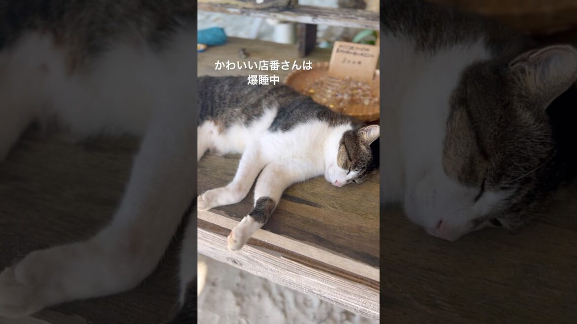沖縄 竹富島のカイジ浜〜無人の星砂屋さん🌟猫店員は爆睡中 #竹富島 #石垣島 #沖縄 #ishigakiisland #okinawa #japan