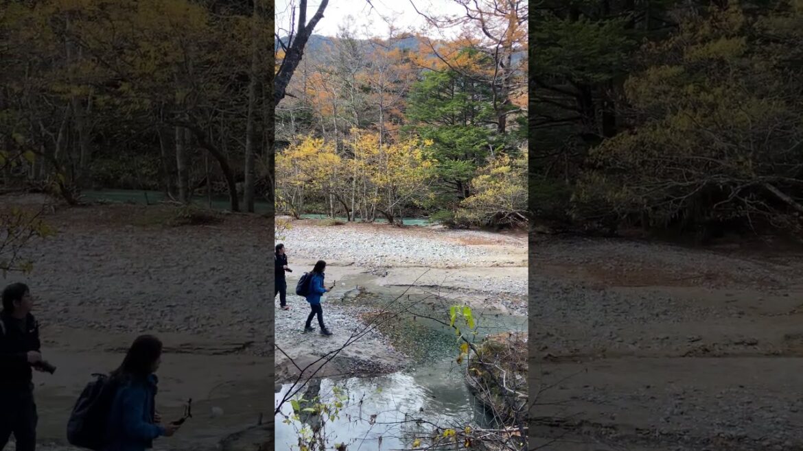 Autumn foliage at Kawaguchiko park #autumn #japantravel #kawaguchiko 🍁🌲🍂