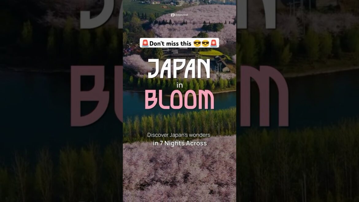 Dream Japan Cherry Blossom Tour is Here! 🌸 | Pickyourtrail💚 #shorts