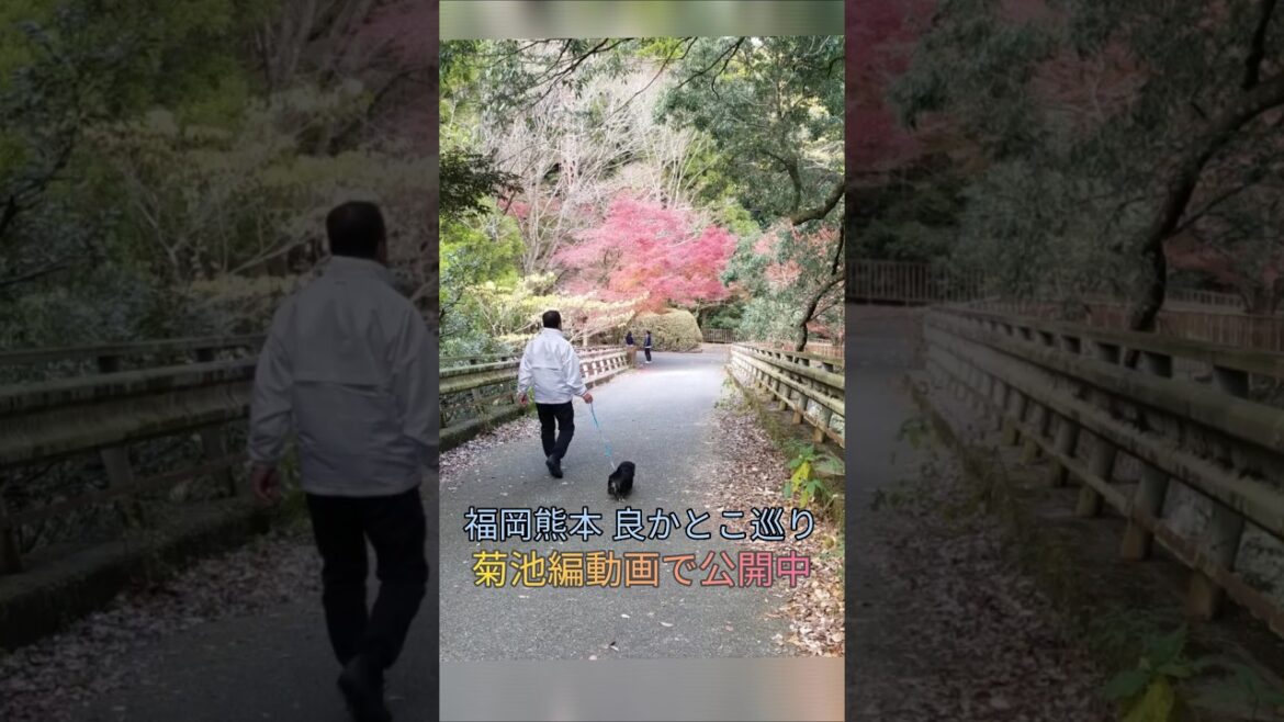 【#ぶらっと福岡熊本良かとこ巡り菊池編ショートバージョン】#アルくん熊本絶景スポットを案内しま〜す#アルくん#ミニチュアダックスフンド#ショート#アルチャンネル722