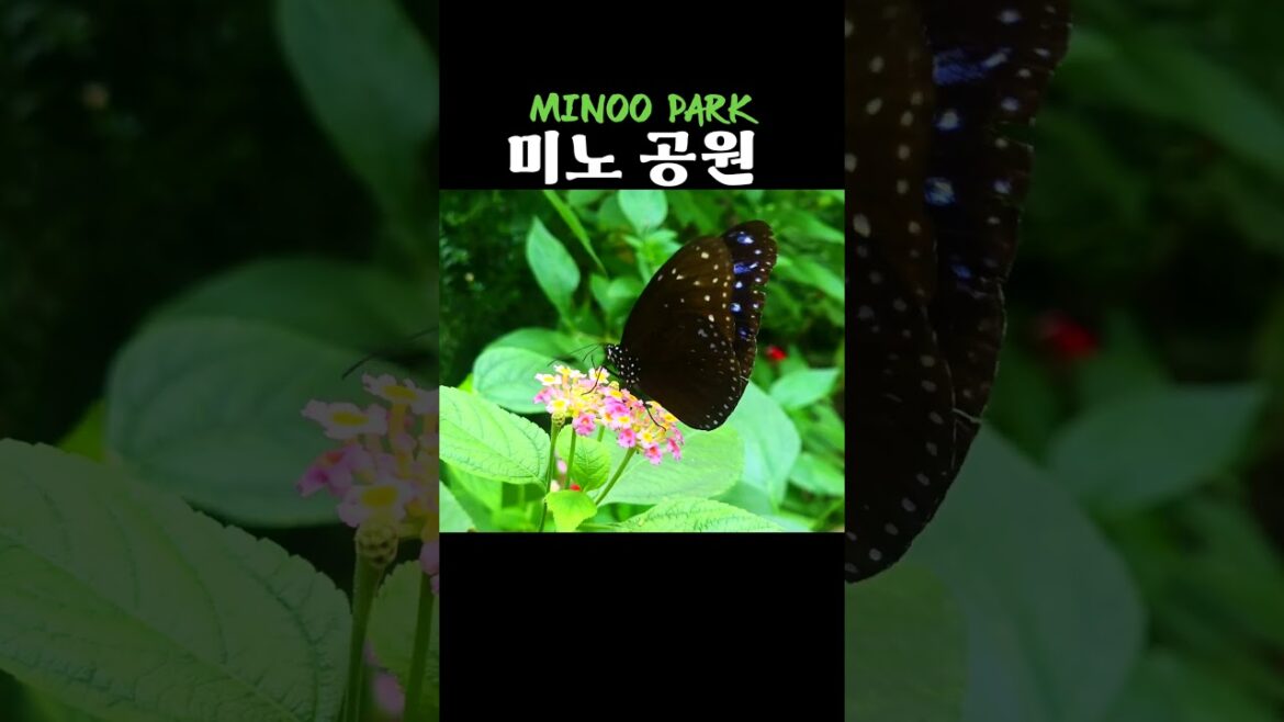 MINOO PARK 미노 공원