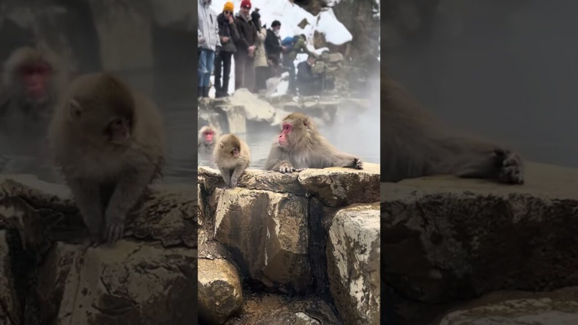 Snow Monkeys Enjoying Hot Springs: A Unique Sight