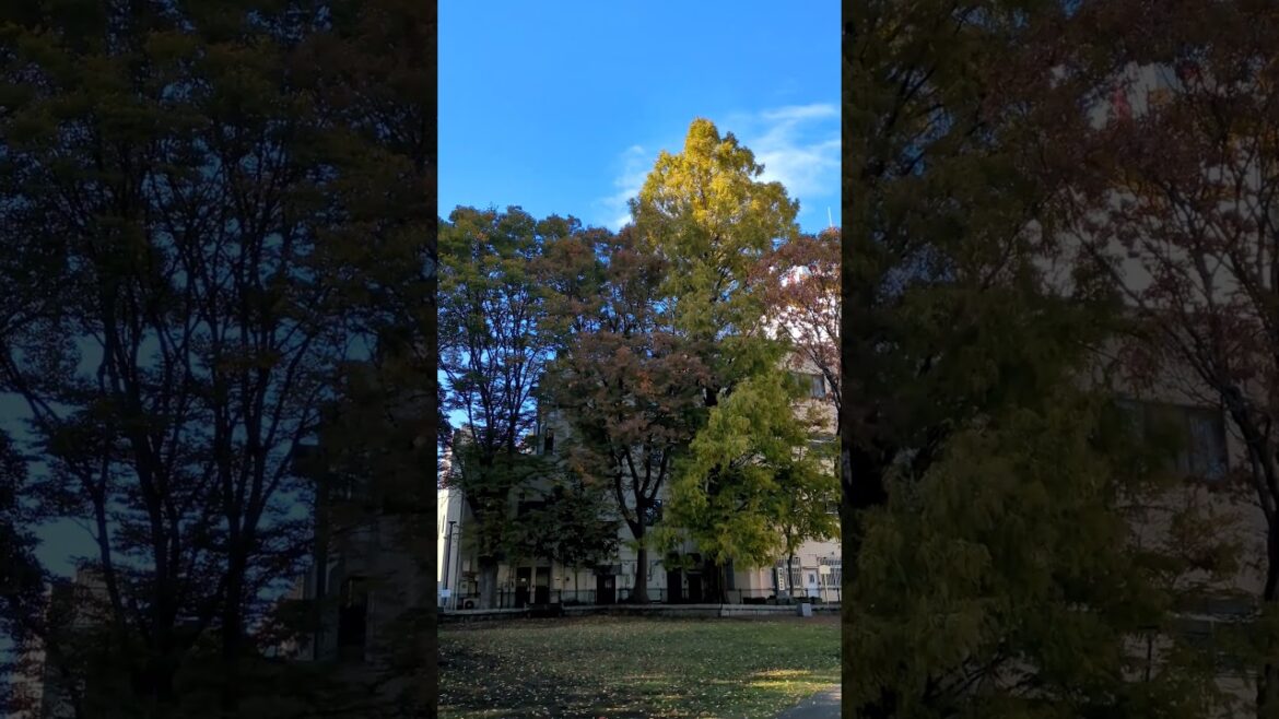 静岡県沼津市 中央公園の紅葉 #沼津 #沼津市