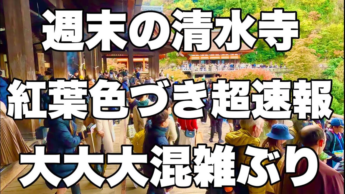 【4K】2024年11月24日（日）週末の京都清水寺の紅葉色づき超速報！観光客で大大大混雑ぶり！周末京都清水寺秋叶变色的最新消息！那里挤满了游客！Kiyomizu-dera Temple, Kyoto