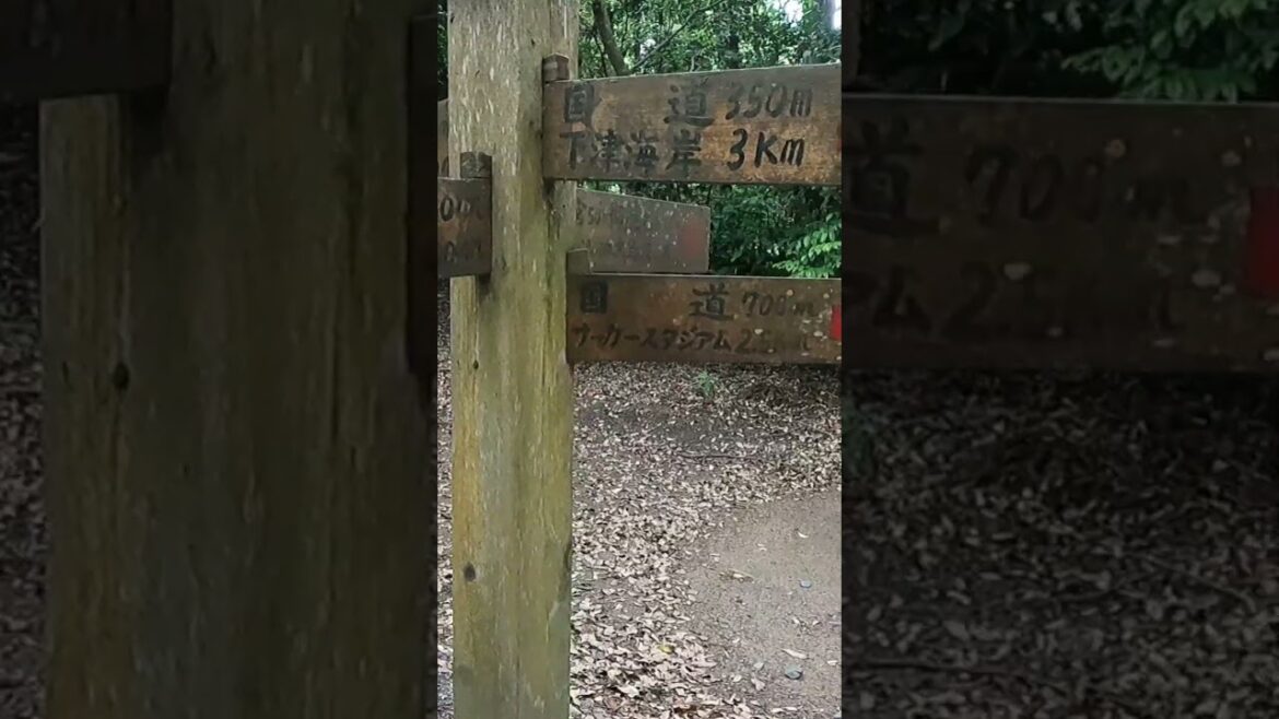 A forest walk #traveljapan #nature #ibaraki