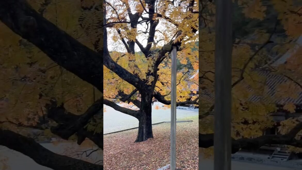 went to Shizutani-school the oldest public school in Okayama to watch fall foliage #shorts