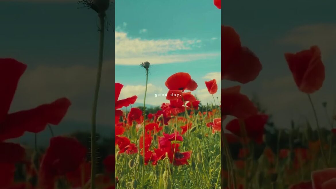 Just A Good Day - Fukushima, Japan | BEYOND BOUND #fukushima #japan