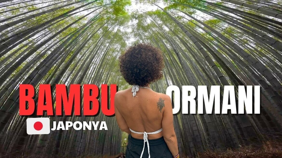 JAPONYA Gezilecek Yerler KYOTO Bambu Ormanı JAPONYA Gezilecek Yerler KYOTO Bambu Ormanı