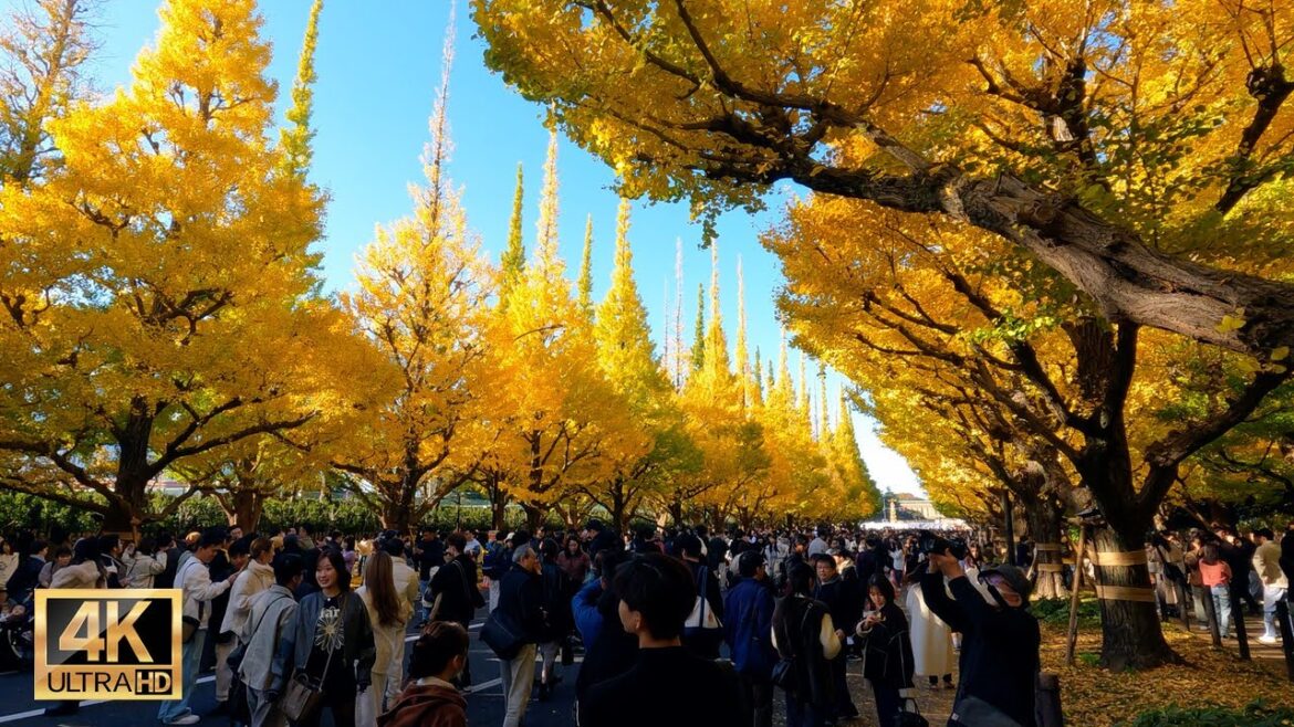 Thousand people visit Tokyo at the autumn seasion【 Meiji Jingu Gaien Ginkgo Avenue】【治神宮外苑】#travel