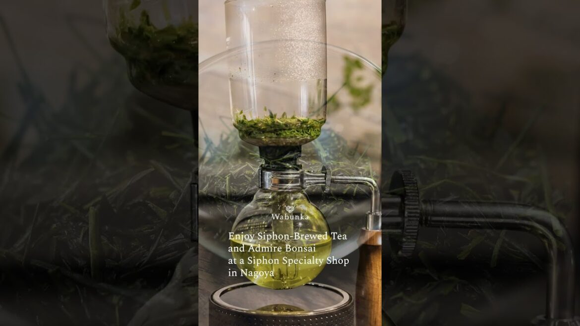 Enjoy Siphon-Brewed Tea and Admire Bonsai at a Siphon Specialty Shop in Nagoya #wabunka #japan Enjoy Siphon-Brewed Tea and Admire Bonsai at a Siphon Specialty Shop in Nagoya #wabunka #japan