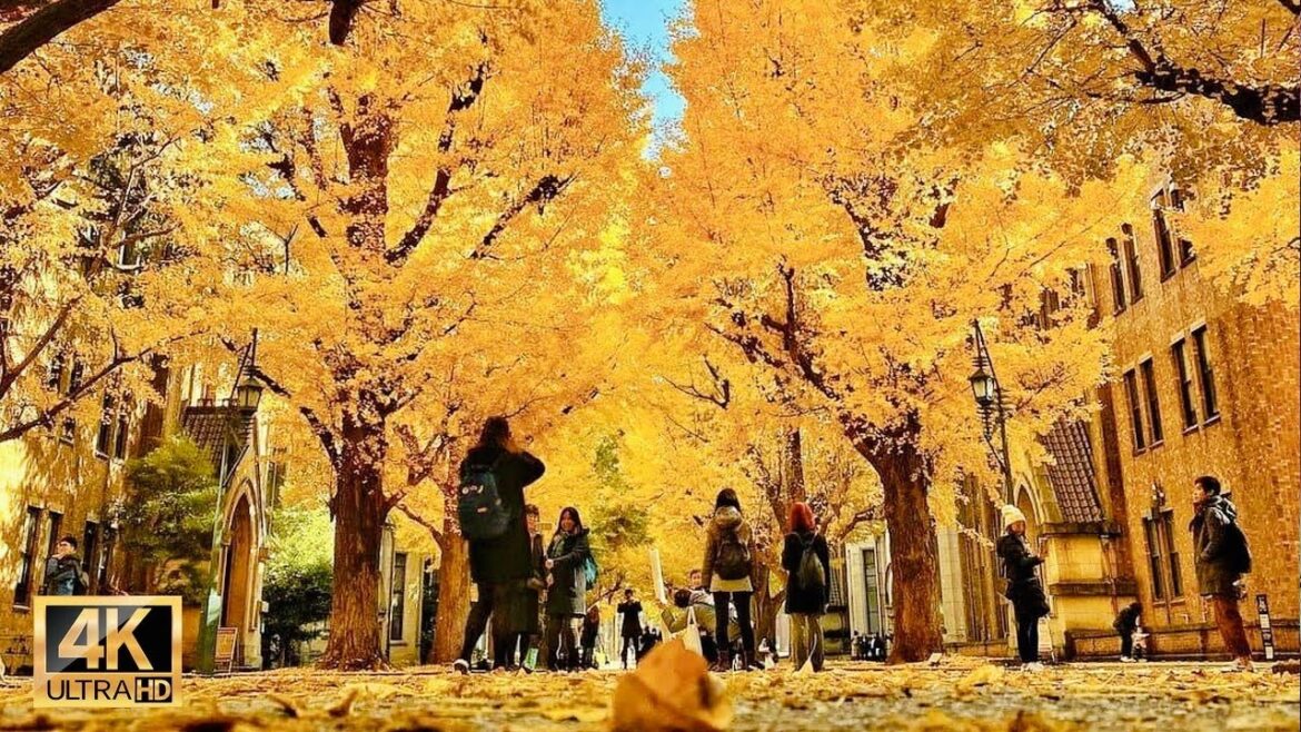 University of Tokyo | The best spots autumn leaves in Tokyo Japan 【東京大学】| #explorejapan #japan #4k